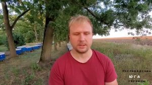 Пластины от клеща своими руками! Обработка пчел от клеща, с помощью «SCABATOX «