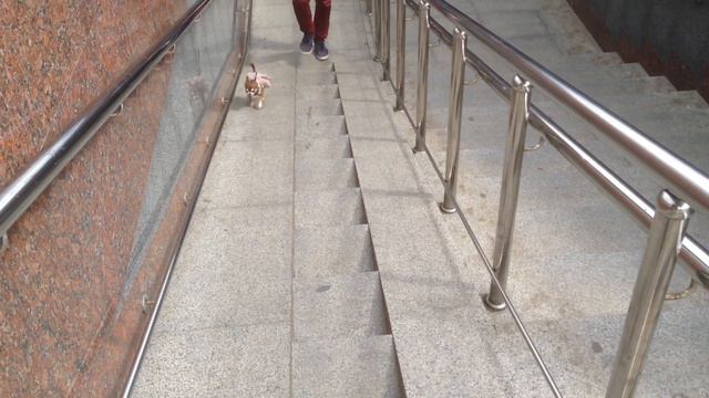 Чихуахуа Фондю неделю не выходила на улицу. Смотри, как она радуется прогулке. Катаемся по МЦК смотреть онлайн