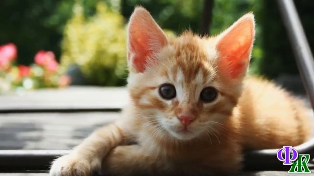 Михрютка 4. «Сосед, ты чего котенка обижаешь, который день орет ведь?» - Михрютка вредничал и… смотреть онлайн