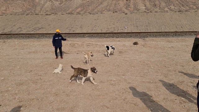Гарабаш в окружении кровососов! щенки алабая - purebred puppies of alabai смотреть онлайн