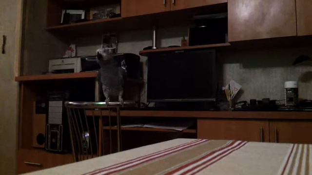 talking parrot Jako смотреть онлайн