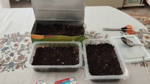 Посадка семян томатов НА РАССАДУ В 2024 г