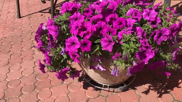 ПЕТУНИЯ УХОД И КРАСОТА ВСЁ ЛЕТО. ПЫШНОЕ ЦВЕТЕНИЯ. смотреть онлайн