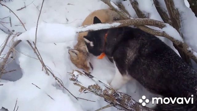 Охота на лису.Хаски Меги добрала подранка на дальнее растояние. смотреть онлайн