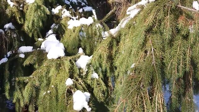 Зимний день. Для хорошего настроения! смотреть онлайн