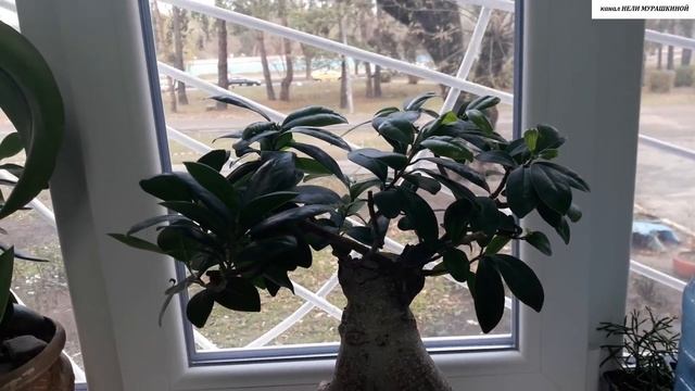 ФИКУС Маклейн (Фикус Гинсенг, Микрокарпа, Фикус бонсай). Успешный результат после обрезки.