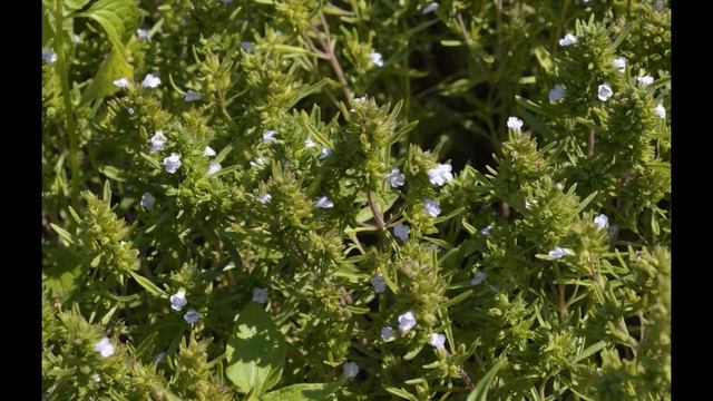Чабер (чабер садовый, чабер летний, чебер, чобр, шебер).