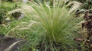 Ковыль тончайший "Пушистое облако"