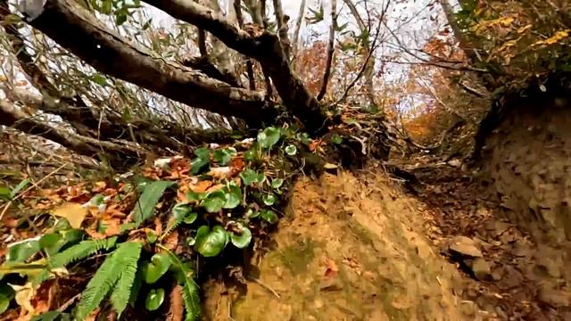 【登山体験】雨飾山、紅葉真っ盛りの百名山に登ってきた！／小谷温泉・雨飾高原キャンプ場からの登山道全部見せます！／2023/10 смотреть онлайн