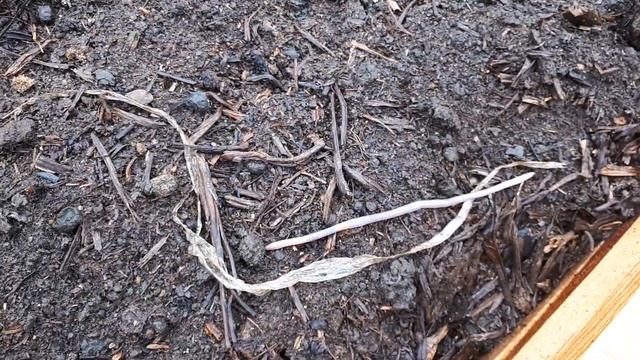 У нас похолодание "на черемуху" и дожди... смотреть онлайн