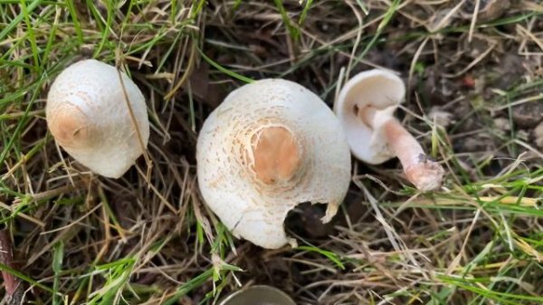 Lepiota cristata (Лепиота гребенчатая), June 25, 2020