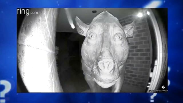 Как Появился Мем С Жуткой Свиньёй? ОБЪЯСНЕНИЕ