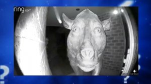 Как Появился Мем С Жуткой Свиньёй? ОБЪЯСНЕНИЕ