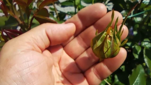 Обзор сада: Ценный совет по клематисам??;Кто был в гостях?? Куда пропала? ;Первый пошëл????! смотреть онлайн