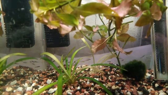 Мальки Моллинезии. Чёрная самка и белый самец. смотреть онлайн