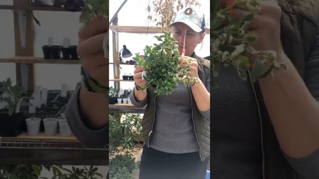 Gardening How To take Verbena Flower cuttings Free Flowers смотреть онлайн