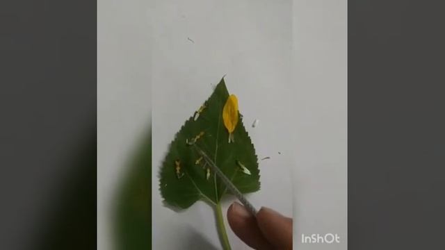 Taxonomic Description Of Helianthus Annuas