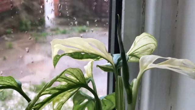 Gnat fly on my Monstera Adansonii Variegata leaf!!! смотреть онлайн