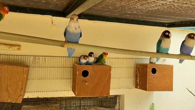 Мандаринки, ибисы и прочие лебеди ??? смотреть онлайн