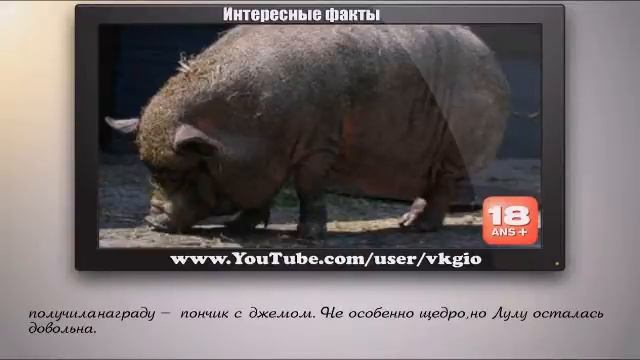 Животное спасло жизнь человека восхитительно / Интересные факты 2015 смотреть онлайн