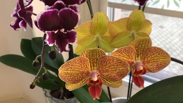 ОБЗОР ШИКАРНЫХ ОРХИДЕЙ НА ЗАПАДНОМ ОКНЕ. ОСОБЕННОСТИ УХОДА