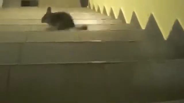 Шиншилла и лестница! смотреть онлайн