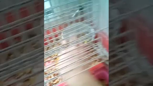 Руководство к Лучшему