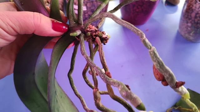 05.03.22.ОРХИДЕЯ Полька Дотц с длинными корнями. пересадка. смотреть онлайн