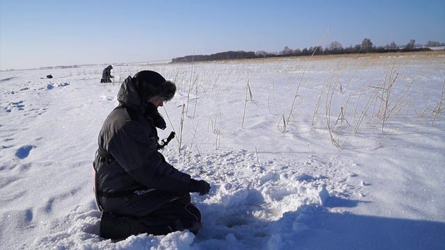 Окунь в камышах смотреть онлайн