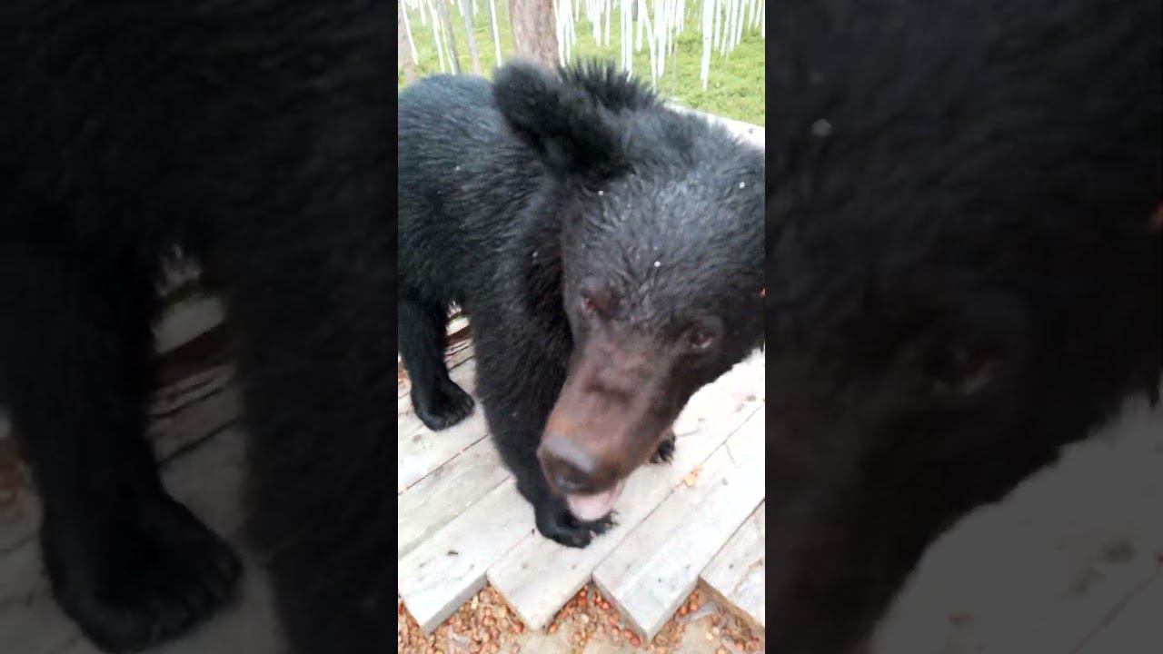 Дуся пришла в ресторан. #медведь #bear смотреть онлайн