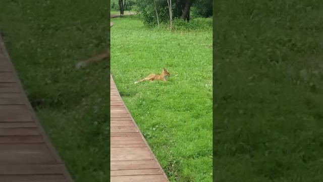 Лиса в районе Капотни смотреть онлайн