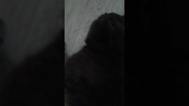 Кошка Лика смотреть онлайн