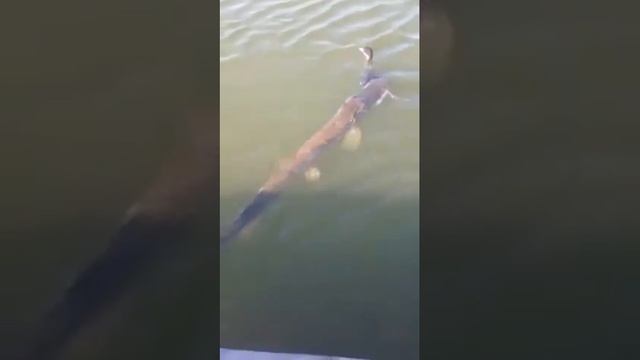 Огромная щука схватила утку! смотреть онлайн