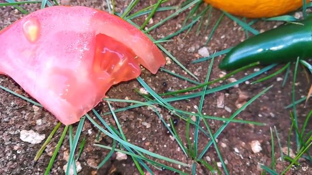 Кормим муравьев/Реакция муравьев на апельсин,перец,помидор. смотреть онлайн