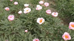 Пион Soft Salmon Saucer - обзор трёх летнего пиона во время цветения.