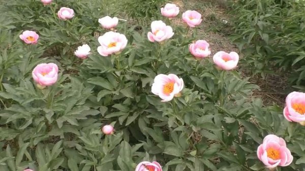 Пион Soft Salmon Saucer - обзор трёх летнего пиона во время цветения.