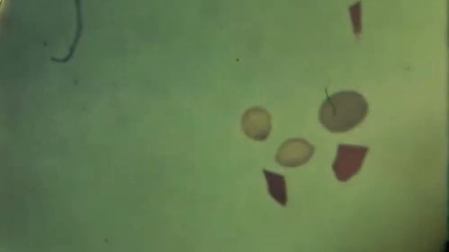 Праздник Солнца [Тикси, май 1972 года] КИНОхроника смотреть онлайн