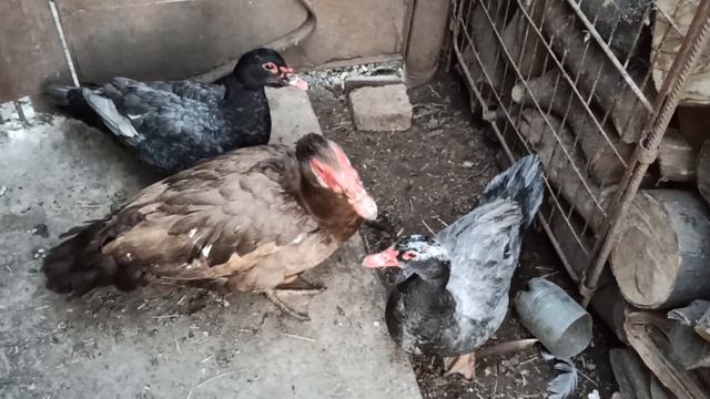 МОЖНО ЛИ У МУСКУСНЫХ УТОК ОПРЕДЕЛИТЬ ВОЗРОСТ СЕЛЕЗНЯ. смотреть онлайн