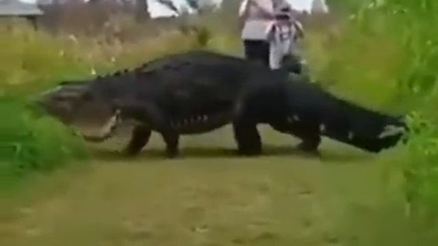 Знакомьтесь, это самый старый аллигатор в мире. смотреть онлайн