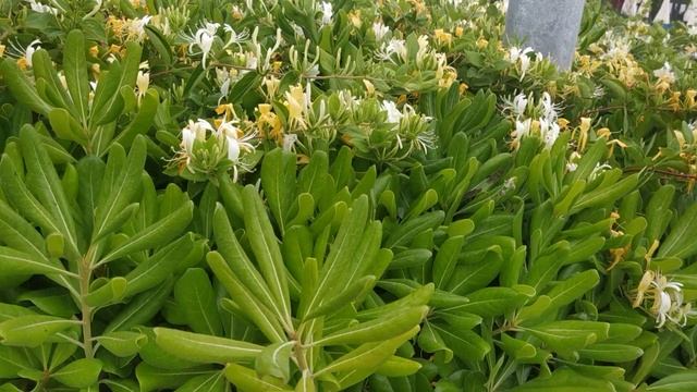 Бибионе - Венецианская Ривьера / набережная /гостиницы /луна парк смотреть онлайн