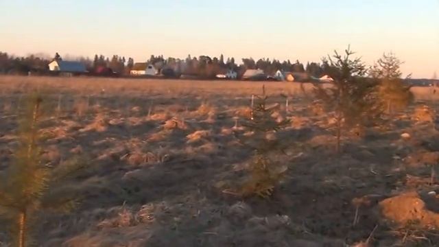 Ёлочки вдоль дороги, пушистые красавицы украшение от природы смотреть онлайн