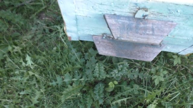 Как спасти отводок от напада ос смотреть онлайн
