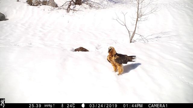 GYPAETE / Gypaetus barbatus - Browning Spec Ops Extreme смотреть онлайн
