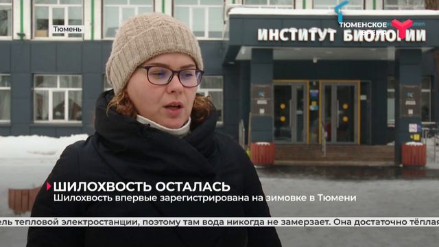 Пернатый гость смотреть онлайн