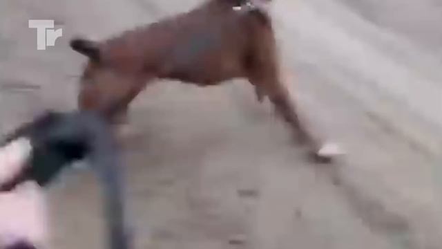 Top 16 Moments Animals Get Electrocuted смотреть онлайн
