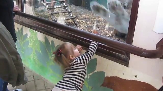 Девочка и дикий зверь (Ярославль, зоопарк) (часть 2).AVI смотреть онлайн