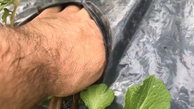 Как правильно накопать первой молодой картошки смотреть онлайн