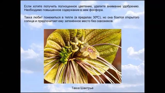 Такка "Цветок дьявола". смотреть онлайн