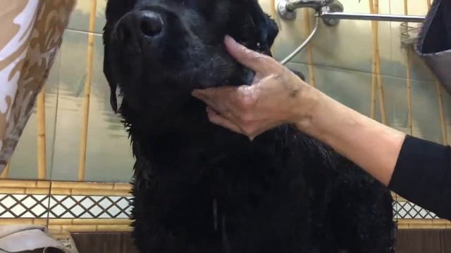 Груминг для лабрадора - купание, экспресс-линька, стрижка когтей и уход за шерстью в Екатеринбурге смотреть онлайн