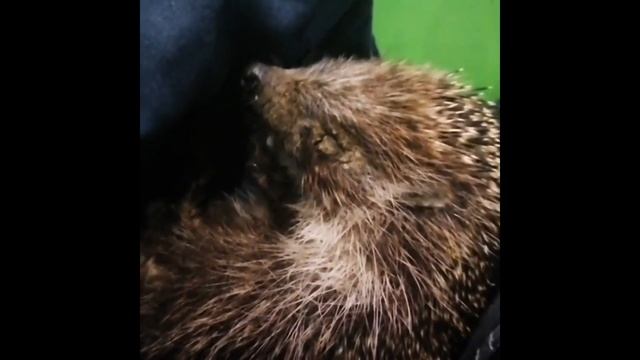 Лучшие приколы с Ёжиками / Ёжик / Смешная подборка #смешное видео #Ёжик #ёжики смотреть онлайн